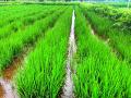 कोदेपारात एसआरटी धान रोवणीची पद्धत - Marathi News | The method of SRT Paddy rotation in Kodeparpara | Latest chandrapur News at Lokmat.com