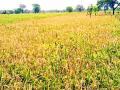 अंतिम टप्प्यातील धान पिकावर रोगांचा प्रादुर्भाव - Marathi News | Outbreak of disease in late stage rice crop | Latest gadchiroli News at Lokmat.com