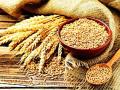 गव्हाचे ४१० क्विंटल बियाणे उपलब्ध - Marathi News | Available 410 quintals of wheat seed | Latest gadchiroli News at Lokmat.com