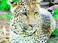 सोमलपूर गावात नित्यनेम बिबट्याचे दर्शन - Marathi News | Visitation daily leopard in Somalpur village | Latest gondia News at Lokmat.com