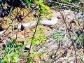 चांगोटोलात आढळला दुर्मिळ अल्बिनो कोब्रा - Marathi News | The rare albino cobra found in Changtola | Latest gondia News at Lokmat.com