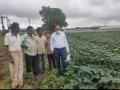 सोयाबीन उत्पादक शेतकऱ्यांच्या मनात संभ्रम - Marathi News | Confusion in the minds of soybean growers | Latest nashik News at Lokmat.com