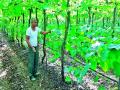द्राक्षबागेत घेतले काकडीचे उत्पादन - Marathi News | Cucumber production grown in the vineyard | Latest nashik News at Lokmat.com