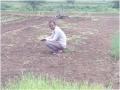 अज्ञात चोरट्यांकडून कांदा रोप लंपास - Marathi News | Lampas onion plant from unknown thieves | Latest nashik News at Lokmat.com