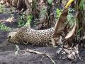 बोरद शिवारात आढळला  मृत बिबट्या - Marathi News | Dead leopard found in Borad Shivara | Latest nandurbar News at Lokmat.com