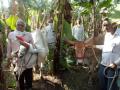 चिंचोलीत केळीच्या शेतात सापडली पारगावहून चोरलेली बैलजोडी - Marathi News | A stolen bull from Purgaon was found in a banana field in Chincholi | Latest jalgaon News at Lokmat.com