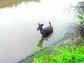 सिंधुदुर्ग : कालव्यात पडलेल्या सांबराला जीवदान - Marathi News | Sindhudurg: Sambhara in the canal alive | Latest sindhudurga News at Lokmat.com