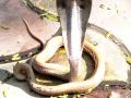 अबब...सोलापुरात आढळला ‘स्केल लेस कोबरा’ नावाचा नाग - Marathi News | Abb ... a snake called 'scale les cobra' found in Solapur | Latest solapur News at Lokmat.com