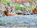 टिपेश्वर अभयारण्यात १४ वाघांचे वास्तव्य - Marathi News | Tipeshwar Wildlife Sanctuary consists of 14 tigers | Latest yavatmal News at Lokmat.com
