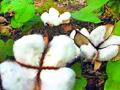यंदा कपाशीचा पेरा घटणार - Marathi News | This year, sowing of cotton will decrease | Latest yavatmal News at Lokmat.com