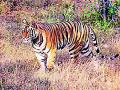 खेड्यात वाघाच्या दहशतीचे गूढ - Marathi News | The mystery of the tiger's scope in the village | Latest yavatmal News at Lokmat.com