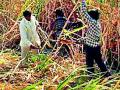 ऊस पळवापळवीची स्पर्धा संपली - Marathi News | The contest of sugarcane crushing ran out | Latest yavatmal News at Lokmat.com