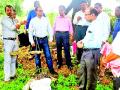 पीक कापणीसाठी जिल्हाधिकारी प्रत्यक्ष शेतात - Marathi News | District collector for crop harvesting | Latest yavatmal News at Lokmat.com