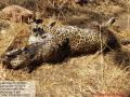 मेळघाट व्याघ्र प्रकल्पातील बिबट मृतावस्थेत आढळला! - Marathi News | Leopard found dead in the  Melghat Tiger project | Latest akola News at Lokmat.com