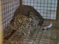 बिबट्याच्या बछड्याचे घटले होते हिमोग्लोबिन ! - Marathi News | The leopard calf had low hemoglobin! | Latest nashik News at Lokmat.com