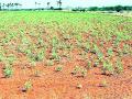 जमिनीतील पोषक तत्त्वे गायब - Marathi News | The soil nutrients disappeared | Latest bhandara News at Lokmat.com
