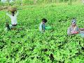 लाखनी तालुक्यातील चुलबंद खोऱ्यात भेंडीचे भरघोस उत्पादन! - Marathi News | Okra production in Chulband valley of Lakhni taluka! | Latest bhandara News at Lokmat.com