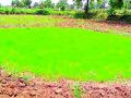 पावसाअभावी जमिनीला भेगा; पऱ्हे करपली - Marathi News | no rain | Latest bhandara News at Lokmat.com