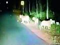 साकोली-तिरोडा राज्यमार्गावर झाले व्याघ्रदर्शन - Marathi News | Tiger sightings on Sakoli-Tiroda state highway | Latest bhandara News at Lokmat.com