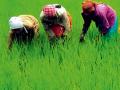 खरीप पिकांची नजरअंदाज पैसेवारी ६९ पैसे - Marathi News | Kharif crops neglected costly 69 paise | Latest bhandara News at Lokmat.com