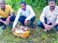 भेडकीची शिकार करणाऱ्या तिघांना अटक - Marathi News | Three arrested for wolf hunting | Latest gadchiroli News at Lokmat.com