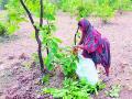 तेंदूपत्ता संकलनाची लगबग वाढली - Marathi News | The accumulation of penicillin compounds increased | Latest gadchiroli News at Lokmat.com