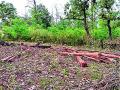 ग्रामसभेला पट्टा दिलेले जंगल अतिक्रमणधारकांकडून भूईसपाट ! - Marathi News | Forest encroachers lease land to Gram Sabha! | Latest gadchiroli News at Lokmat.com