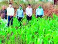 जिल्ह्यात शेतकऱ्यांनी फुलविली ज्वारीची शेती - Marathi News | Sorghum cultivation flourished by farmers in the district | Latest gondia News at Lokmat.com