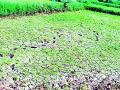 पावसाअभावी १४ हजार ६०० हेक्टर क्षेत्र पडीक - Marathi News | 14 thousand 600 hectare area wasted due to lack of rain | Latest gondia News at Lokmat.com