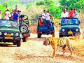 २७५ पर्यटकांनी केली जंगल सफारी - Marathi News | 275 tourists go on a jungle safari | Latest gondia News at Lokmat.com