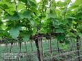 द्राक्षबागांच्या कामांची लगबग - Marathi News |  The work of the vineyard | Latest nashik News at Lokmat.com