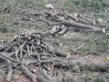शेकडो वृक्षांची कत्तल...! - Marathi News | Slaughter of hundreds of trees ...! | Latest jalana News at Lokmat.com