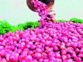 यंदा कांदा उत्पादन वाढीचे संकेत ! - Marathi News | Signs of onion production growth this year! | Latest nashik News at Lokmat.com