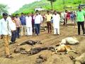 लाखनवाडा परिसरात दीड हजार मेंढ्या दगावल्या - Marathi News | One and a half thousand sheep were died in Lakhanwada area | Latest buldhana News at Lokmat.com