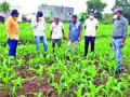 कसमादेतील मक्याला लष्करी अळीचा विळखा - Marathi News | Sift the military larvae to the corn in Kasmade | Latest nashik News at Lokmat.com