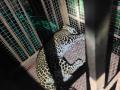 वाहनाच्या धडकेत बिबट्याचे बछडे जखमी - Marathi News | Leopard calf injured in vehicle collision | Latest nashik News at Lokmat.com