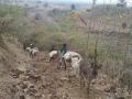 वस्तू वाहतुकीसाठी गाढवांचा वापर - Marathi News | Use of donkeys for transportation of goods | Latest nandurbar News at Lokmat.com