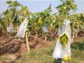 पपई पिकाच्या रक्षणासाठी शेतकऱ्यांच्या ना ना क्लृप्त्या - Marathi News | No tricks of farmers to protect papaya crop | Latest nandurbar News at Lokmat.com