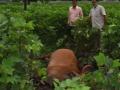 विजेच्या धक्क्याने बैल जागीच ठार - Marathi News | Lightning struck bulls on the spot | Latest nandurbar News at Lokmat.com