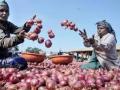 नाफेडकडून उशिराने कांदा खरेदी - Marathi News | Late purchase of onions from NAFED | Latest nashik News at Lokmat.com