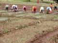 लाल कांद्याची लागवड खोळंबली - Marathi News | The cultivation of red onion is dull | Latest nashik News at Lokmat.com