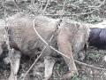 वीजतारांचा शॉक लागून तीन वन्य प्राण्यांचा मृत्यू - Marathi News |  Three wild animals die with electricity shock | Latest jalgaon News at Lokmat.com
