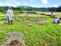 हातातोंडाशी आलेले पन्नास टक्के पीक वाया - Marathi News | Fifty percent of the crop that comes in handcuffs is wasted | Latest ratnagiri News at Lokmat.com