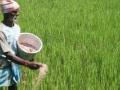 पाऊस उघडल्याने बळीराजांची कामाची लगबग - Marathi News | Due to the rain, Baliraja's work is almost over | Latest nashik News at Lokmat.com