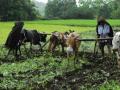 साताळी येथे शेतकरी दिन साजरा - Marathi News | Farmers' Day celebrated at Satali | Latest nashik News at Lokmat.com