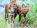 महागावच्या जंगलात रानटी कुत्र्यांचा धुमाकूळ - Marathi News | Wild dogs of Mahagaon forest | Latest yavatmal News at Lokmat.com