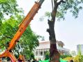 वृक्ष पुनर्रोपणाचा पहिला प्रयोग - Marathi News | The first experiment of tree reconstruction | Latest yavatmal News at Lokmat.com