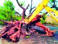 रस्त्यावर झाड कोसळल्यास मदत - Marathi News | Help on tree collapses | Latest yavatmal News at Lokmat.com