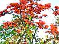 रक्तफुलांनी सजल्या रानवाटा...! - Marathi News | Honeyflowers! | Latest yavatmal News at Lokmat.com