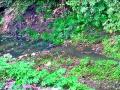 सिडकोत नैसर्गिक नाल्यातील ड्रेनेज पाइप फुटला - Marathi News |  Drainage pipe split into natural gutter in Cidkot | Latest nashik News at Lokmat.com